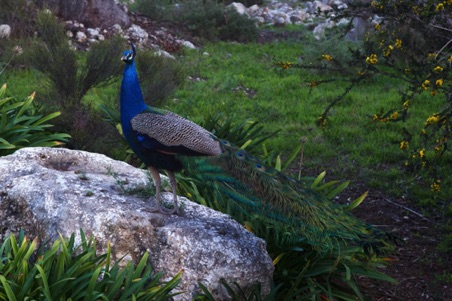 Proud Pederick the Peacock in the front yard.